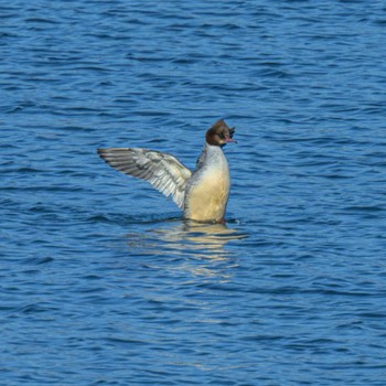 カワアイサ 湖北野鳥センター 2024年1月5日(金)