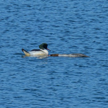 カワアイサ 湖北野鳥センター 2024年1月5日(金)