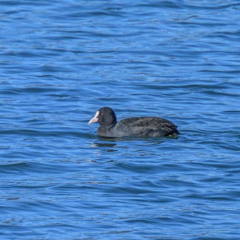 オオバン 湖北野鳥センター 2024年1月5日(金)