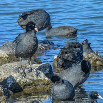 オオバン 湖北野鳥センター 2024年1月5日(金)