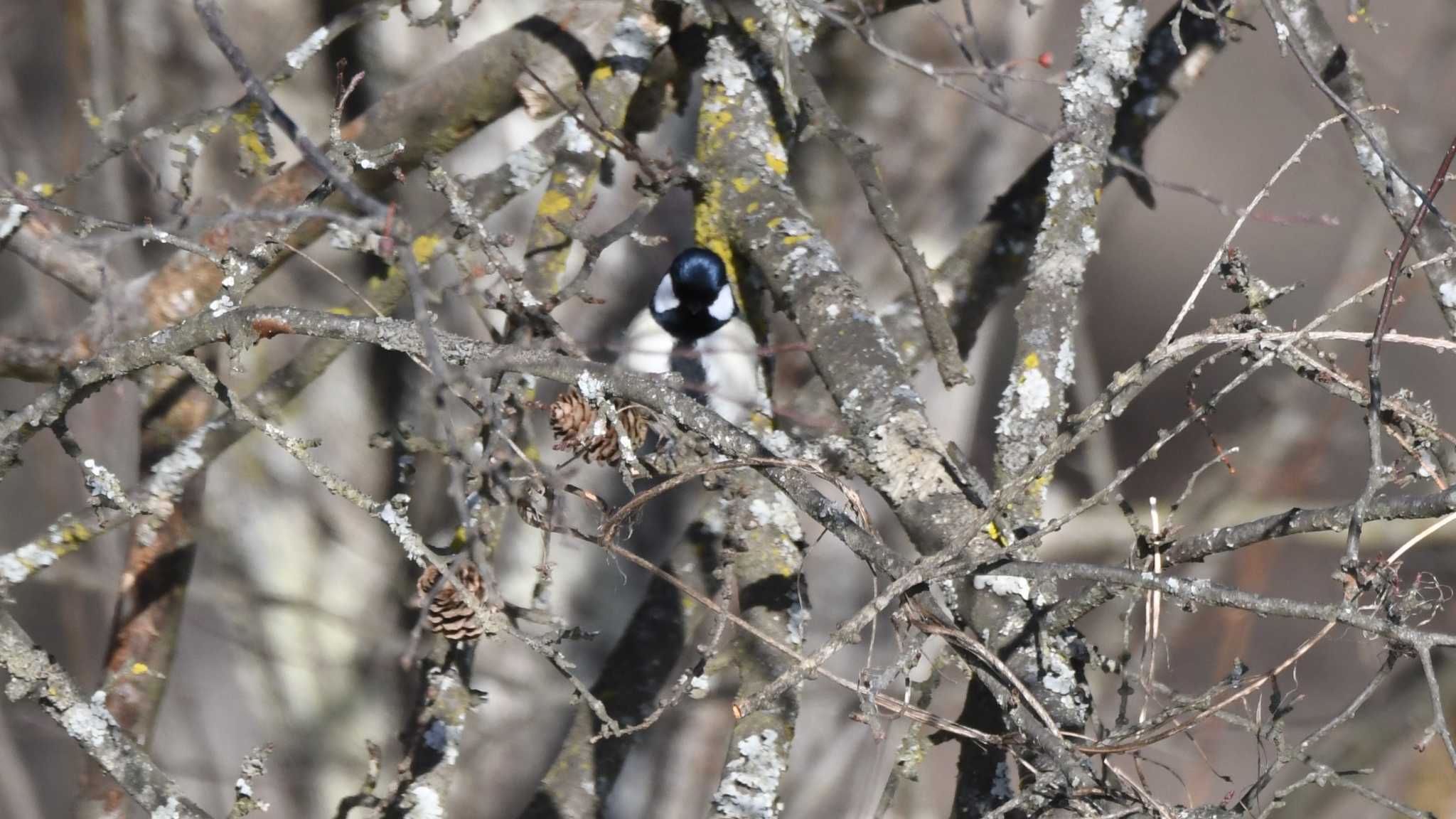 シジュウカラ