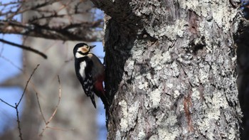 2024年1月8日(月) 南牧村の野鳥観察記録