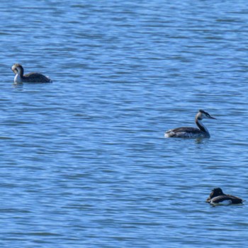 カンムリカイツブリ 湖北野鳥センター 2024年1月5日(金)