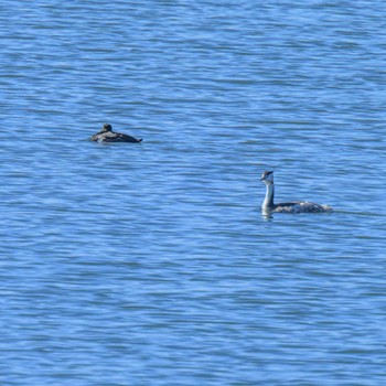 カンムリカイツブリ 湖北野鳥センター 2024年1月5日(金)