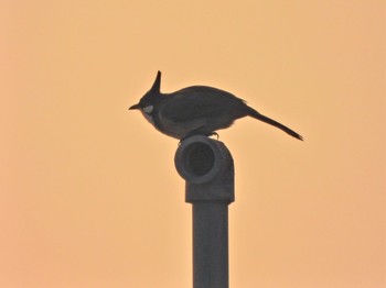 Red-whiskered Bulbul Hoan Kiem, ベトナム, ハノイ市 Thu, 12/28/2023