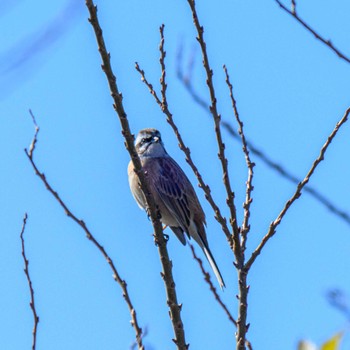 ホオジロ 湖北野鳥センター 2024年1月5日(金)