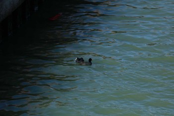 オオバン 秋ヶ瀬公園 2024年1月8日(月)