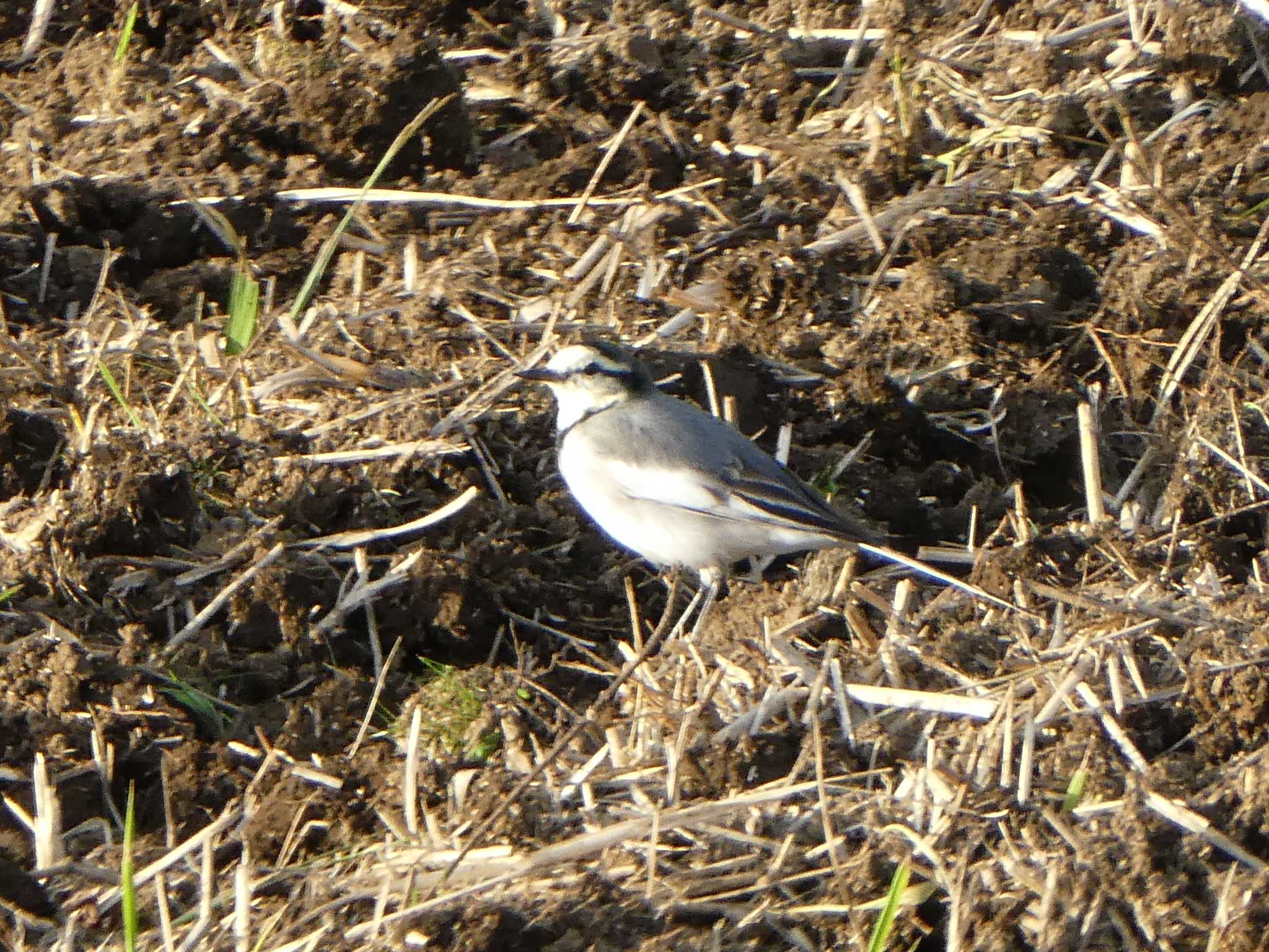 White Wagtail