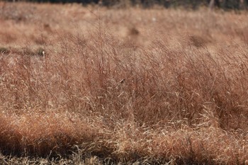 モズ 秋ヶ瀬公園 2024年1月8日(月)