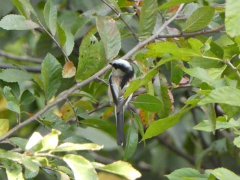 2018年11月3日(土) 恩田川(高瀬橋付近)の野鳥観察記録