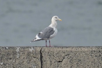 ワシカモメ 銚子漁港 2023年12月30日(土)