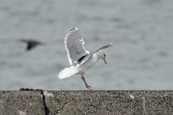 ワシカモメ 銚子漁港 2023年12月30日(土)