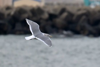 ワシカモメ 銚子漁港 2023年12月30日(土)