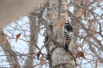 White-backed Woodpecker 大沼公園(北海道七飯町) Mon, 1/8/2024