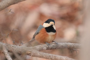 Varied Tit 大沼公園(北海道七飯町) Mon, 1/8/2024