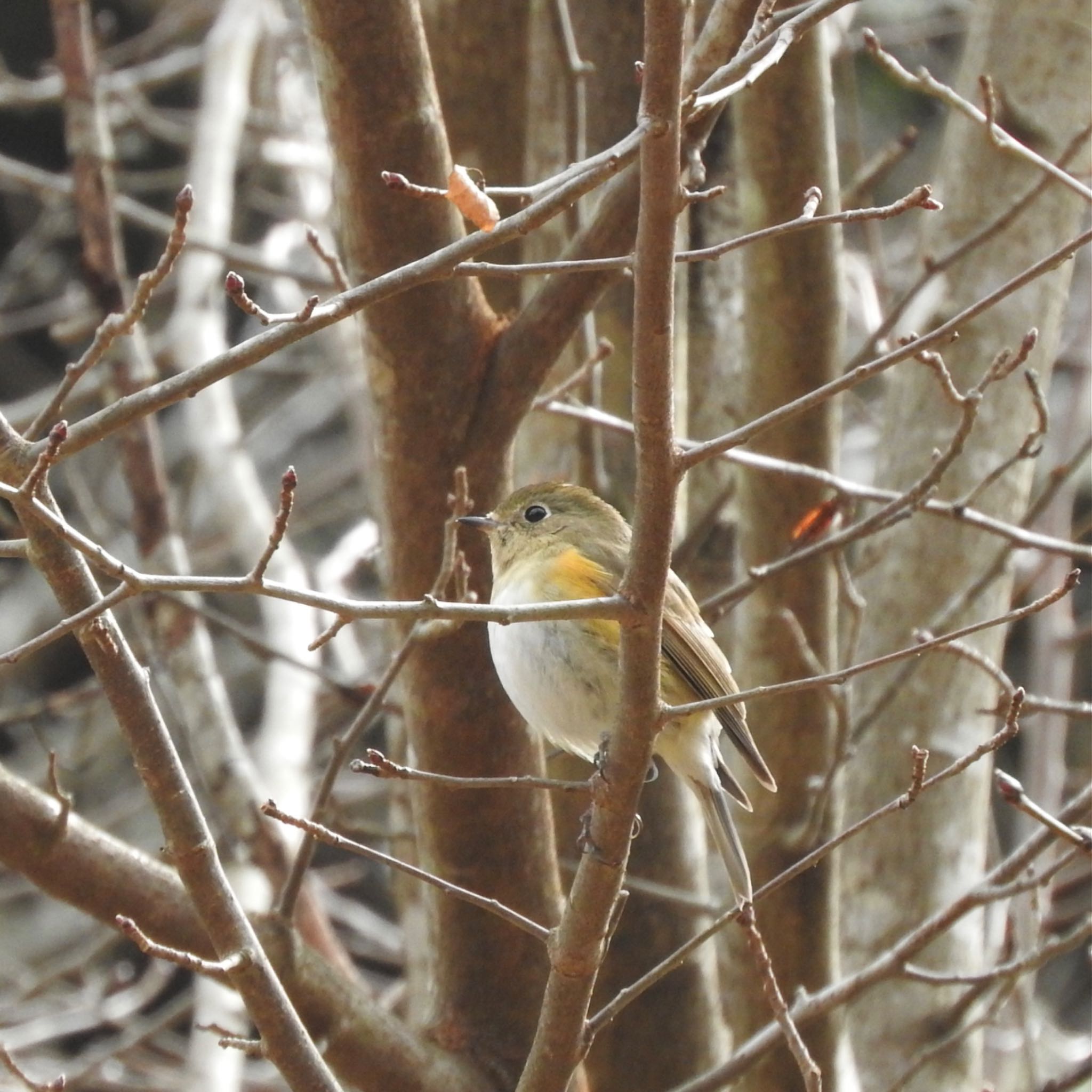 Photo of Red-flanked Bluetail at Kobe Forest Botanic Garden by miki