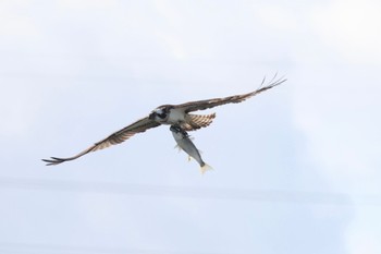 Osprey 土留木川河口(東海市) Sun, 1/7/2024