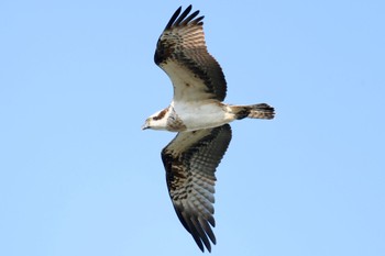 Osprey 土留木川河口(東海市) Mon, 1/8/2024