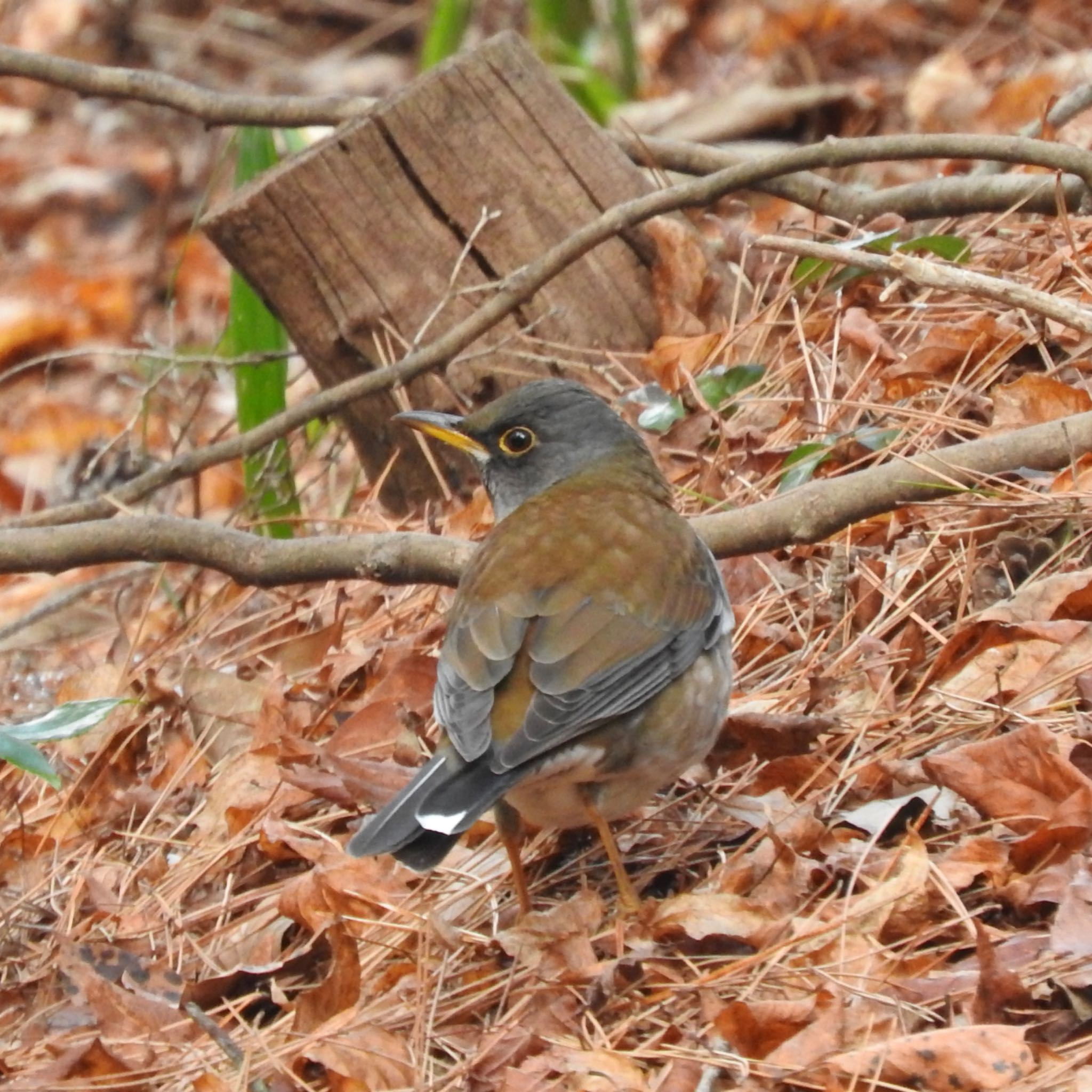 Photo of Pale Thrush at Kobe Forest Botanic Garden by miki