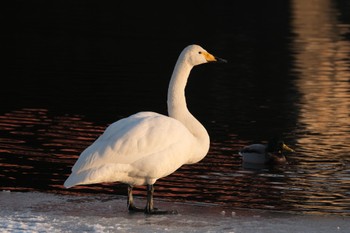 オオハクチョウ 大沼公園(北海道七飯町) 2024年1月8日(月)