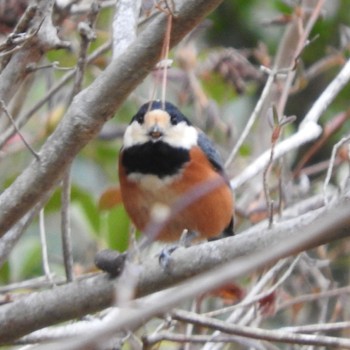 Varied Tit Kobe Forest Botanic Garden Mon, 1/8/2024