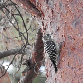 Japanese Pygmy Woodpecker Kobe Forest Botanic Garden Mon, 1/8/2024