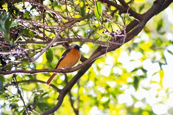 Daurian Redstart 大野山 Fri, 1/5/2024