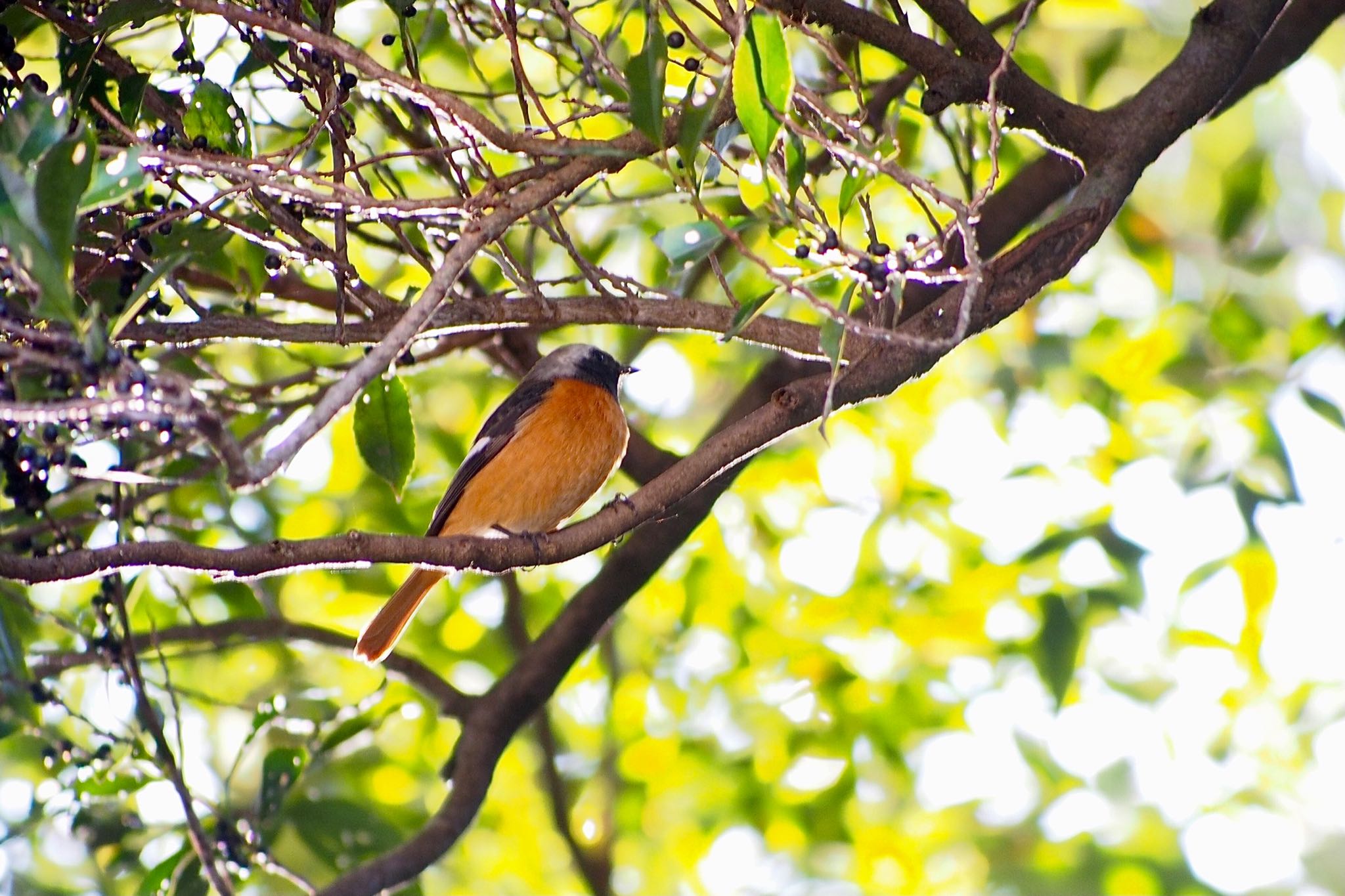 Daurian Redstart