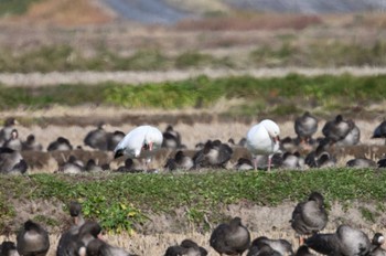 Snow Goose Izunuma Thu, 11/23/2023