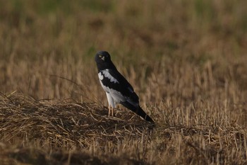 Pied Harrier Lamphun Thai Sun, 12/31/2023