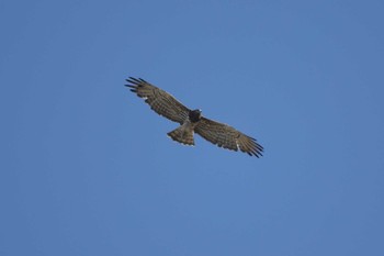 Short-toed Snake Eagle Lamphun Thai Tue, 1/2/2024