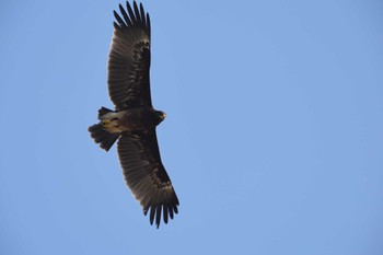 Steppe Eagle Lamphun Thai Mon, 1/1/2024