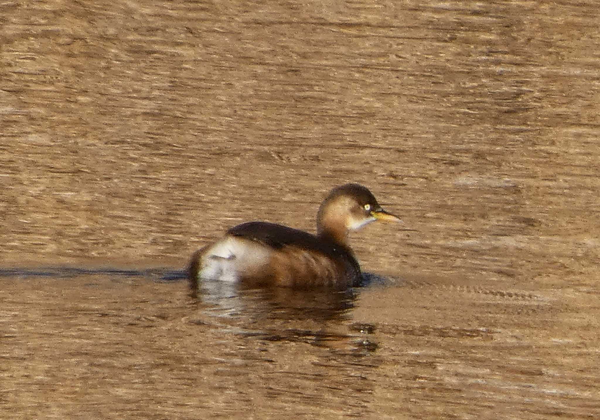 Little Grebe