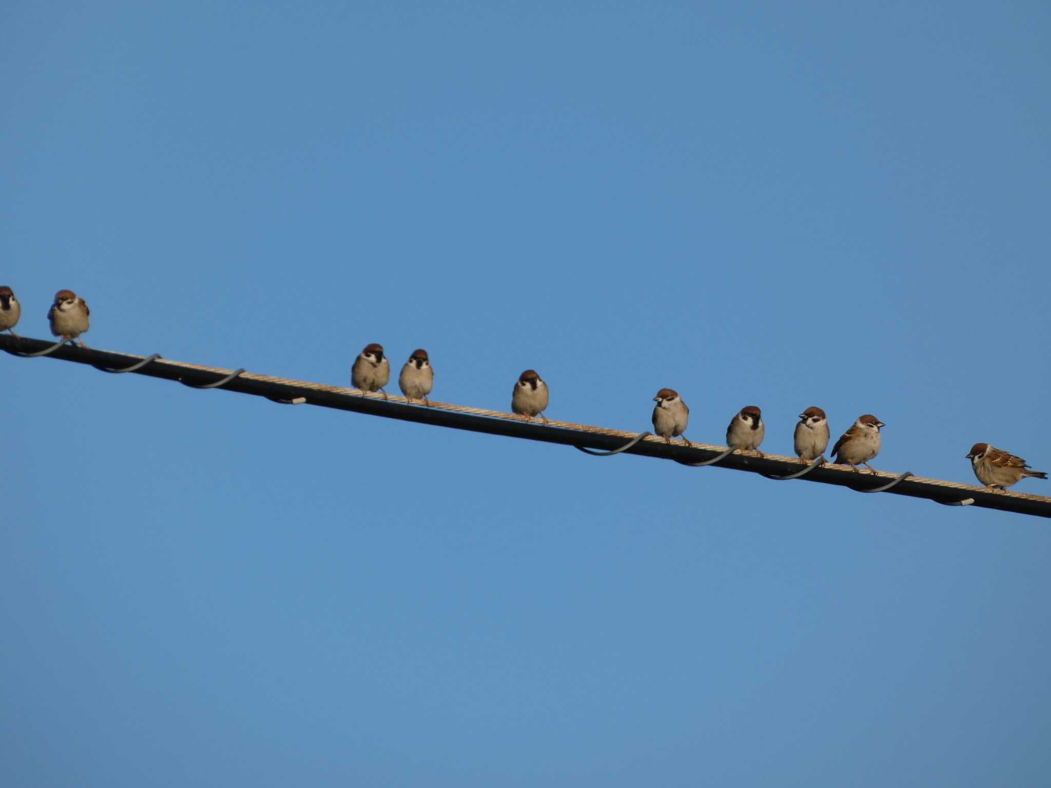 Eurasian Tree Sparrow