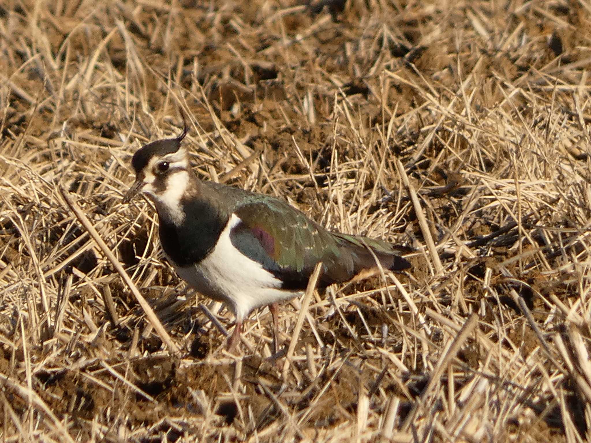 Northern Lapwing