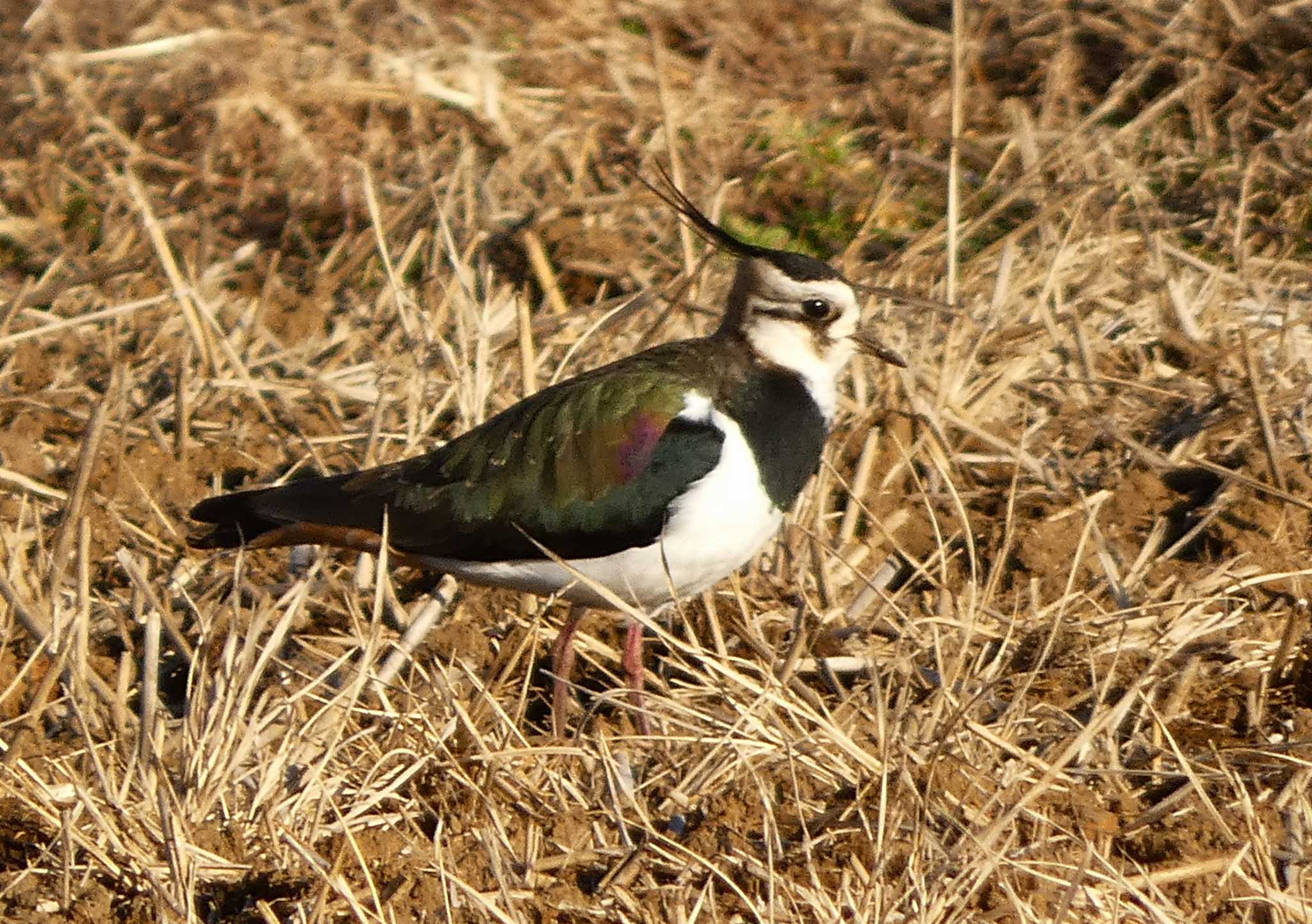 Photo of Northern Lapwing at 浮島ヶ原自然公園 by koshi