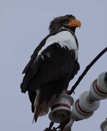 Steller's Sea Eagle 納沙布岬 Thu, 1/4/2024