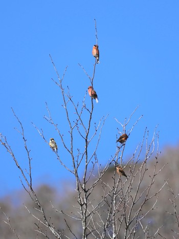 イスカ 西湖野鳥の森公園 2024年1月8日(月)