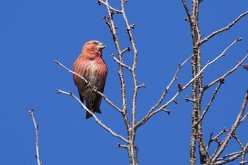 イスカ 西湖野鳥の森公園 2024年1月8日(月)