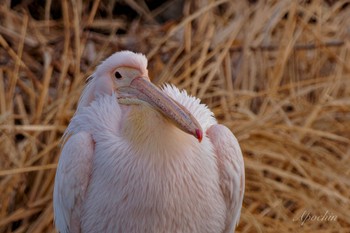 Great White Pelican North Inba Swamp Wed, 1/3/2024