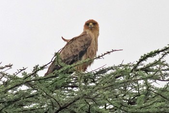 Tawny Eagle Amboseli National Park Fri, 12/29/2023