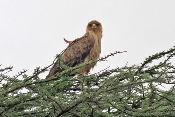 アフリカソウゲンワシ アンボセリ国立公園 2023年12月29日(金)