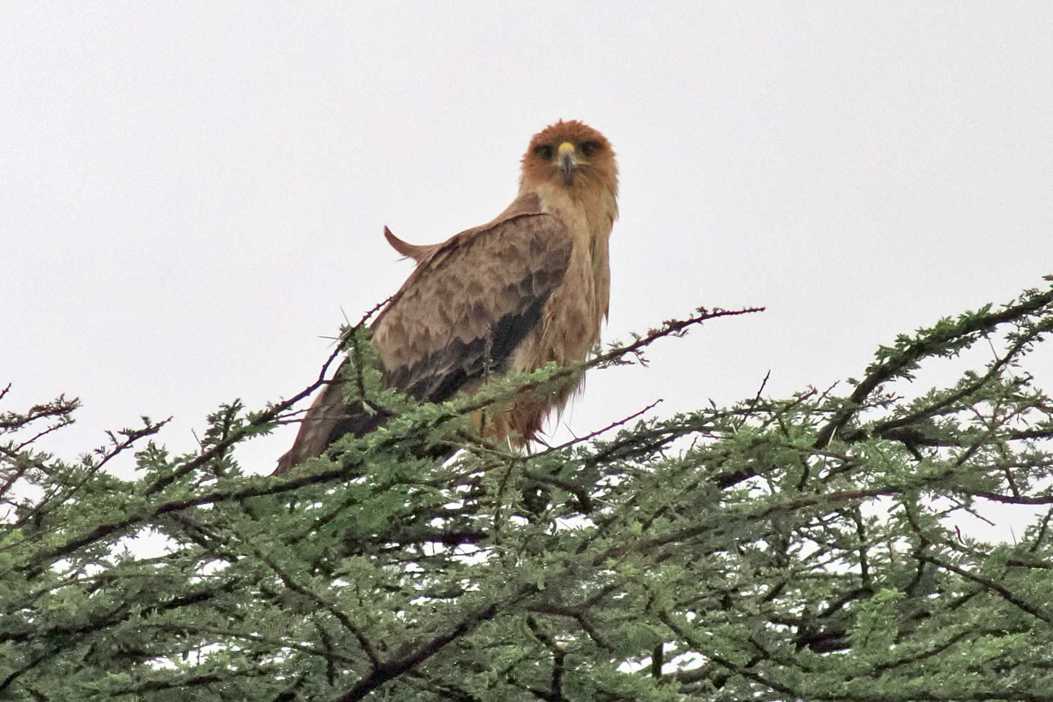 アンボセリ国立公園 アフリカソウゲンワシの写真 by 藤原奏冥