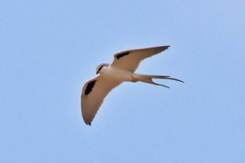 Scissor-tailed Kite