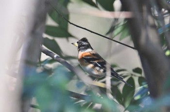 Brambling Kinuta Park Sat, 12/30/2023