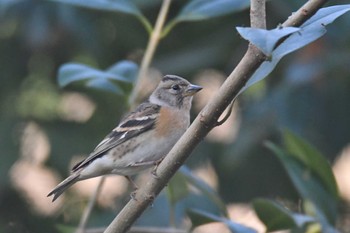 Brambling Kinuta Park Sat, 12/30/2023