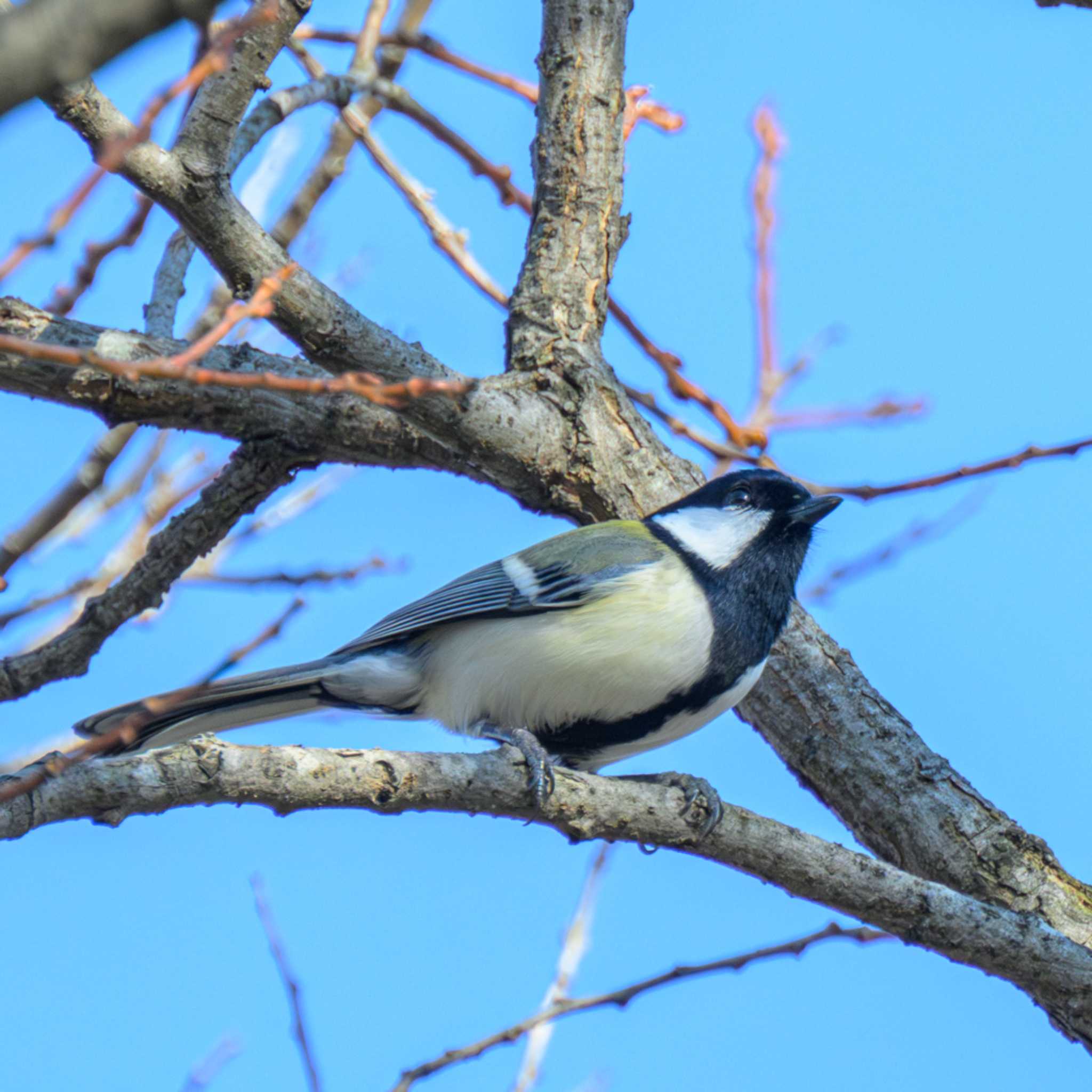 Photo of Japanese Tit at 西の湖（滋賀県） by K.AKIYAMA