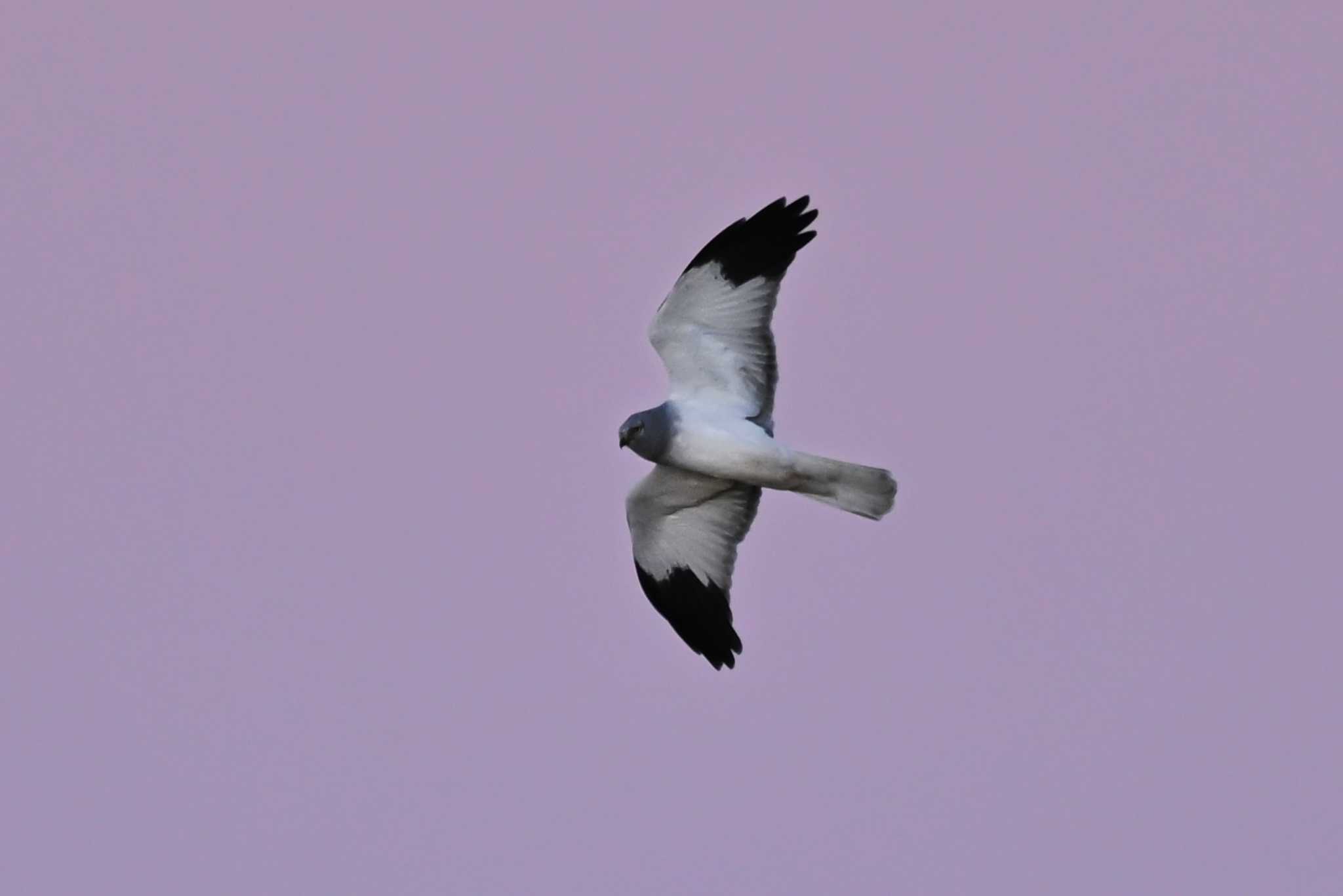 Hen Harrier