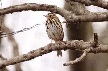 Olive-backed Pipit 鹿児島市石橋公園 Wed, 1/3/2024