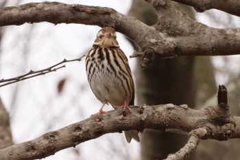 Olive-backed Pipit 鹿児島市石橋公園 Wed, 1/3/2024